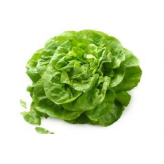 Lechuga Batavia