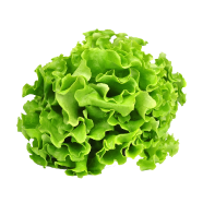 1 Lechuga Batavia Eco