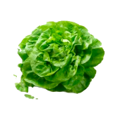 Lechuga Batavia