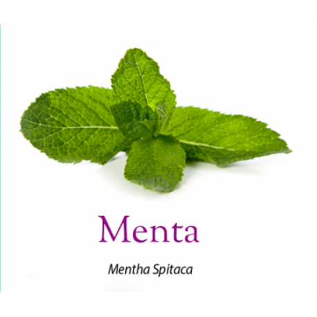 Maceta de Menta Eco (Murcia) Maceta de Menta Eco (Murcia)