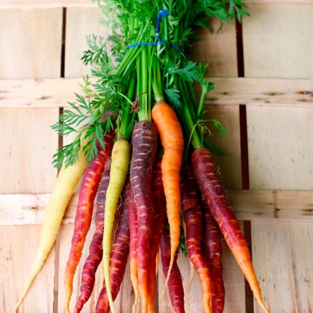 Zanahorias de Colores, el Kg (Holanda)