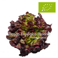 Lechuga Hoja de Roble, la...