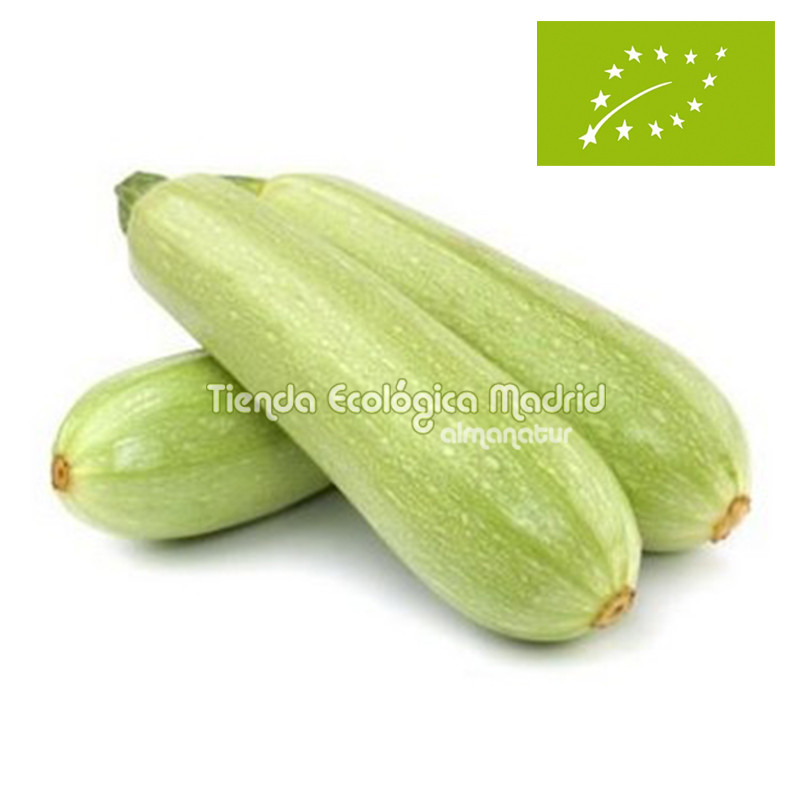 Calabacín Blanco Ecológico, el Kg (Cataluña)