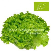 Lechuga Maravilla, la...