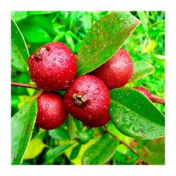 Guayaba de Fresa, el Kg...